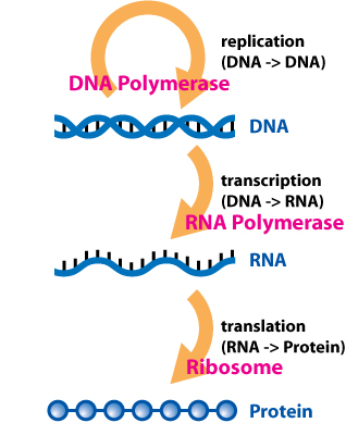 central_dogma